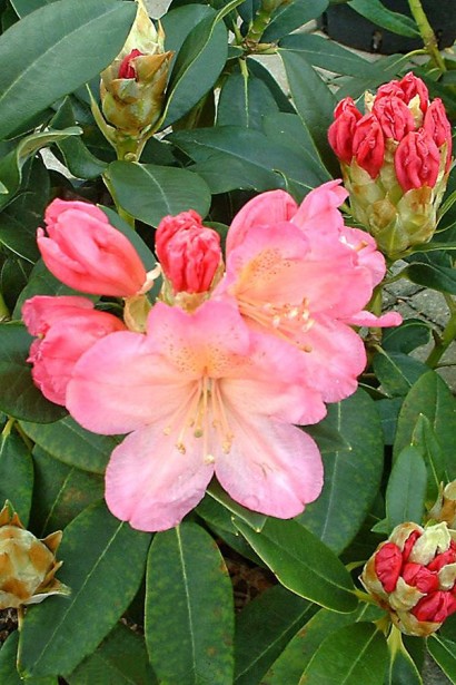 Rhododendron Percy Wiseman весна